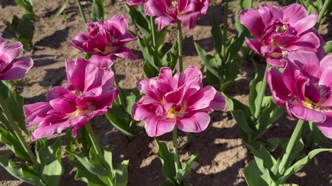 Tulip buds with selective focus. Natural landscape with spring flowers. Stock Footage 277623197