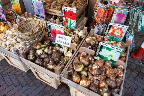 Tulip bulbs in the boxes Stock Photos