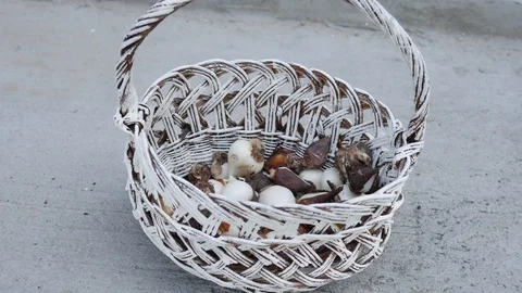 Tulip bulbs Close up in a Basket. Fusarium on Tulip Bulbs Close up Stock Footage 118443653