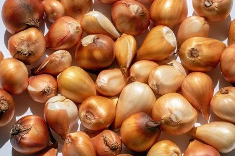 Tulip bulbs in close-up, Seeds, Solid background, Top view Stock Photos