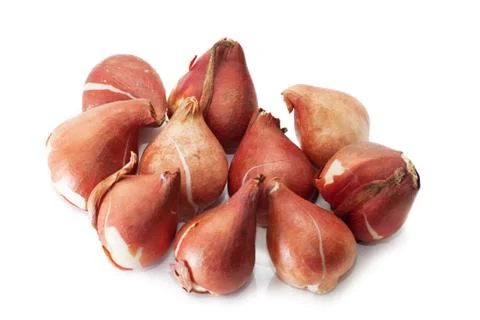 Tulip bulbs Foto stock