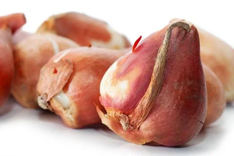 Tulip bulbs Stock Photos