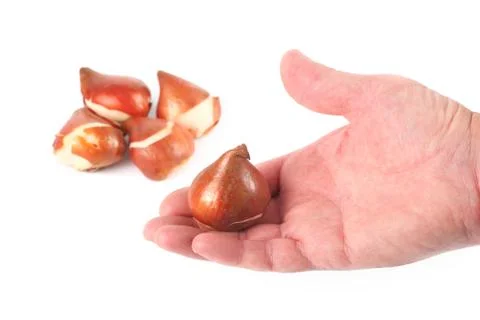 Tulip bulbs Stock Photos