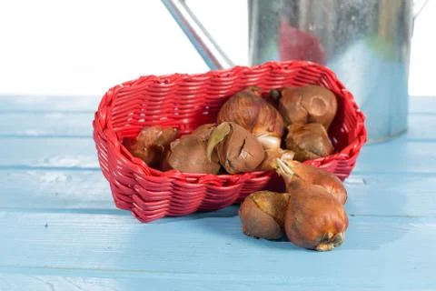 Tulip bulbs Stockfoto's