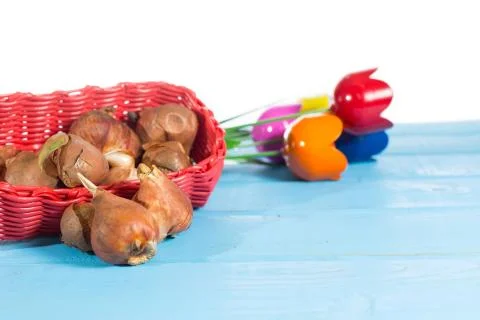 Tulip bulbs Stock-Fotos