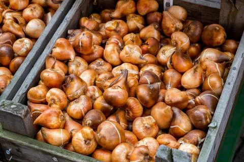Tulip bulbs Stock Photos