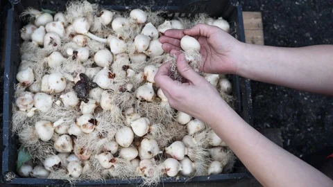 Tulip bulbs in the storage box black Stock Footage 104174973