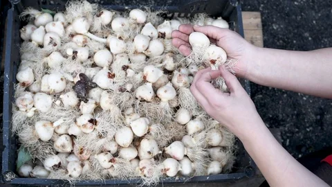 Tulip bulbs in the storage box black Stock Footage 104174993