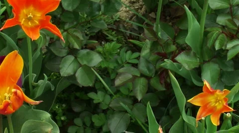 Tulip camera pan  " Think Different " ( series 2 version 7 ) Stock Footage 4684730