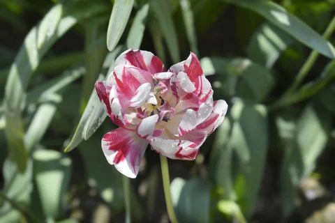 Tulip Carnaval de Nice Stock Photos