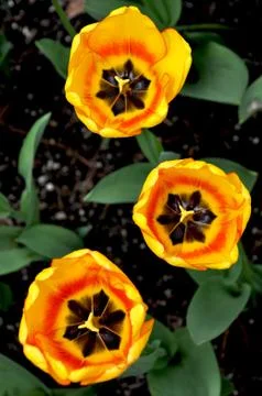 Tulip centers Stock Photos