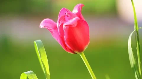 Tulip close up Stock Footage 11099291