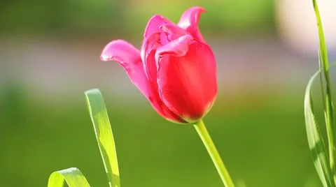Tulip close up 動画素材 11099293