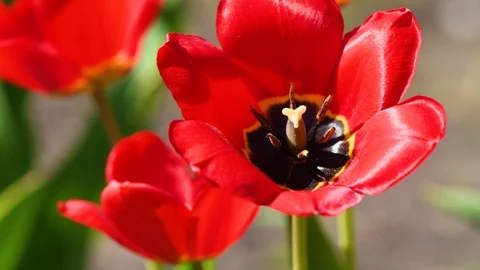 Tulip. Close up  fresh opening red tulips, beautiful flowers and wind blowing. Stock Footage 129972384