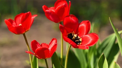 Tulip. Close up  fresh opening red tulips, beautiful flowers and wind blowing Stock Footage 129972385