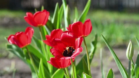 Tulip. Close up  fresh opening red tulips, beautiful flowers and wind blowing Stock Footage 130210346
