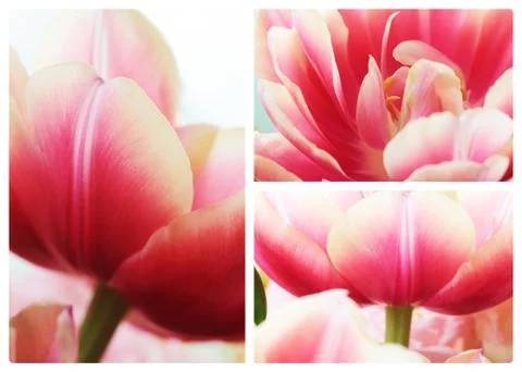 Tulip close up macro collage Stock Photos