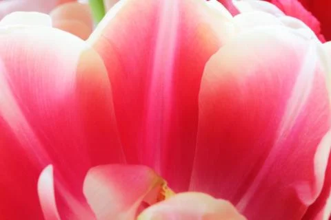 Tulip close up macro Foto stock