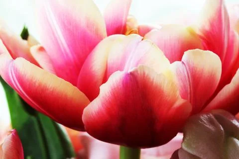 Tulip close up macro Foto stock