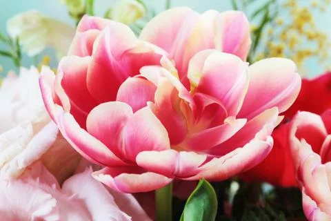 Tulip close up macro Stock Photos