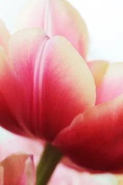 Tulip close up macro Foto stock