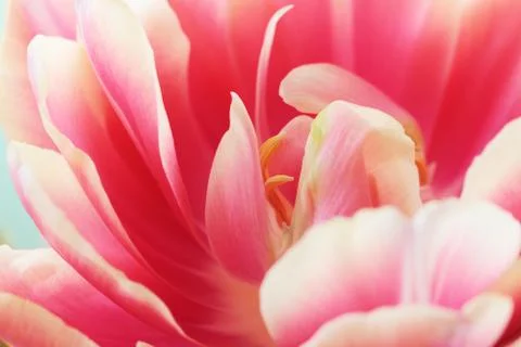 Tulip close up macro Stock Photos