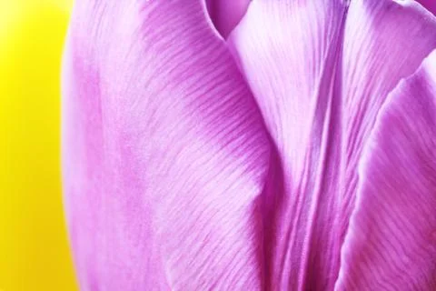 Tulip close up macro Stock Photos