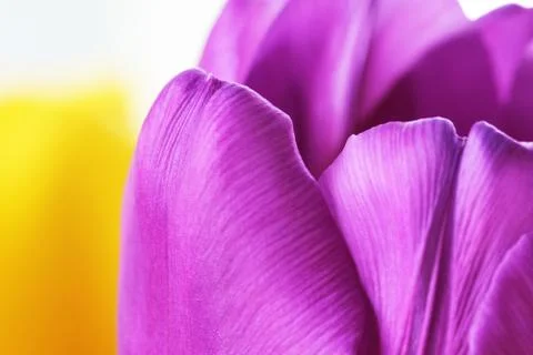 Tulip close up macro Stock Photos