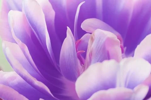 Tulip close up macro Stock Photos