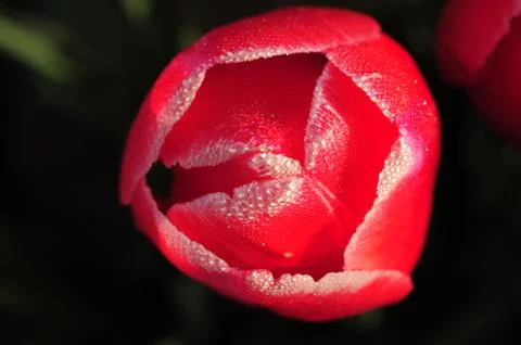 Tulip close up Stock Photos