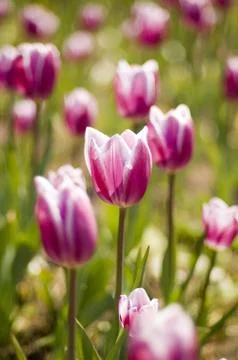 Tulip close up Stock Photos