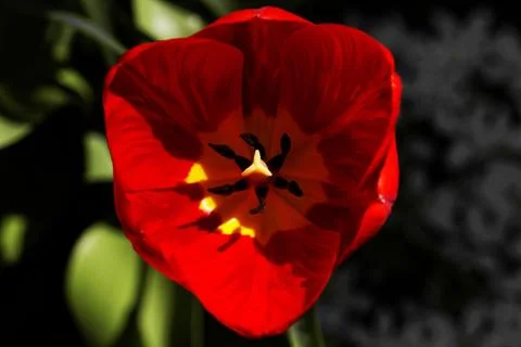 Tulip close-up Stock Photos