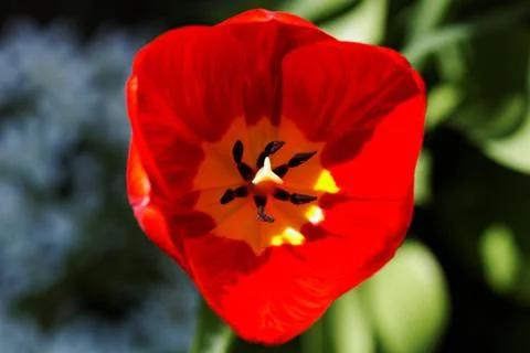 Tulip close-up Stock Photos