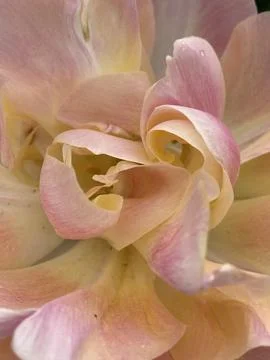 Tulip close up 写真素材