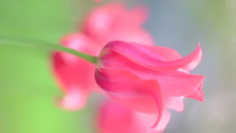 Tulip close-up, red flowers, Vertical video frame 9:16 Stock Footage 129780640