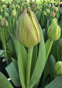 Tulip, Closed, Flower, Spring, Texture, Beautiful, Nature Stock Photos