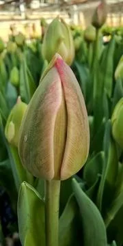 Tulip, Closed, Flower, Spring, Texture, Beautiful, Nature Stock Photos