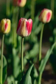 Tulip closeup Stock Photos