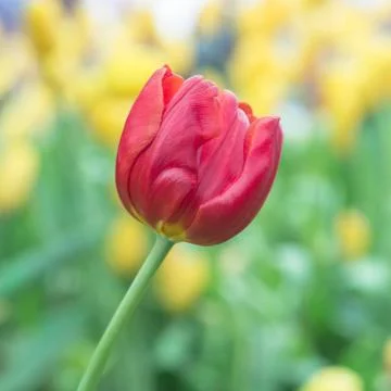 Tulip closeup Stock Photos