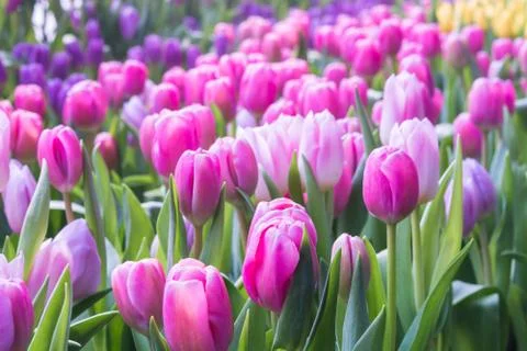 Tulip closeup Stock Photos