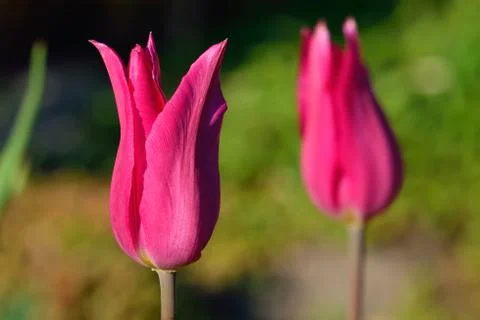 Tulip closeup Stock Photos