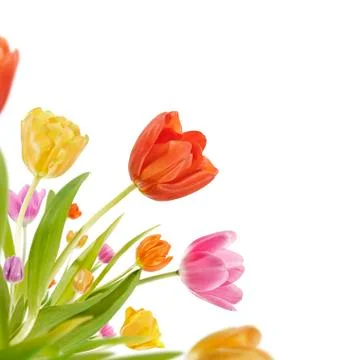 Tulip Corner Stock Photos