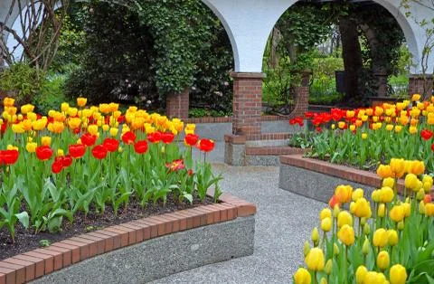 Tulip courtyard Stock Photos