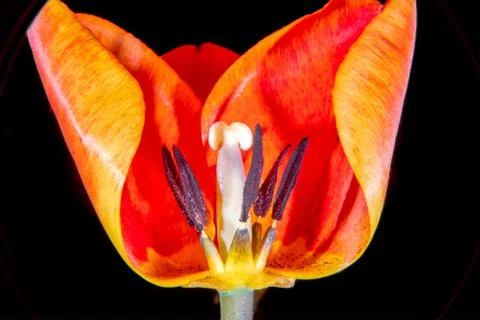 Tulip in cross section Stock Photos
