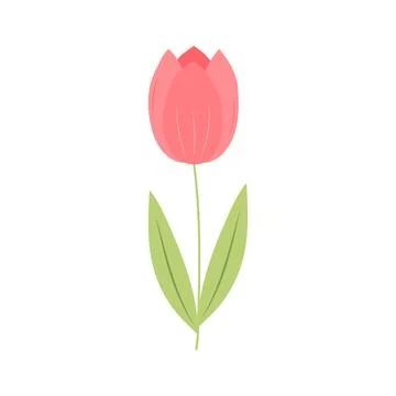 Tulip. Cute spring flower. Vector illustration isolated on white background. Stock Illustration