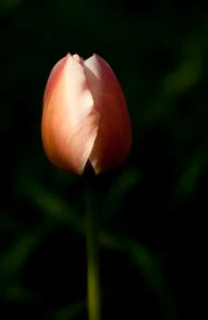 A Tulip in the Dark Stock Photos