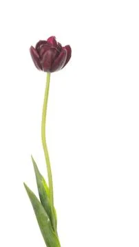 Tulip dark red Foto stock