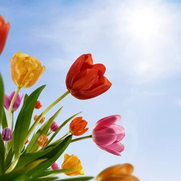 Tulip Day Stock Photos