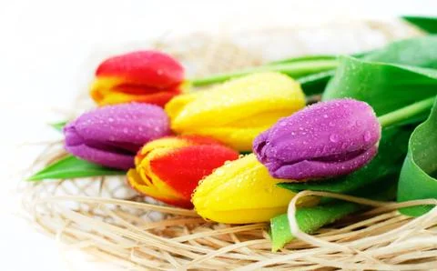 Tulip decoration Stock Photos