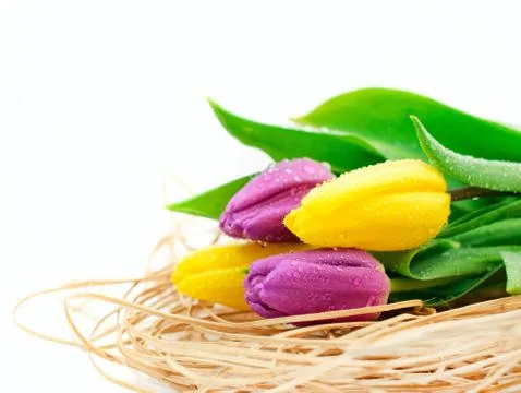 Tulip decoration Stock Photos
